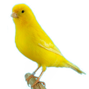 canario-roller-1.png