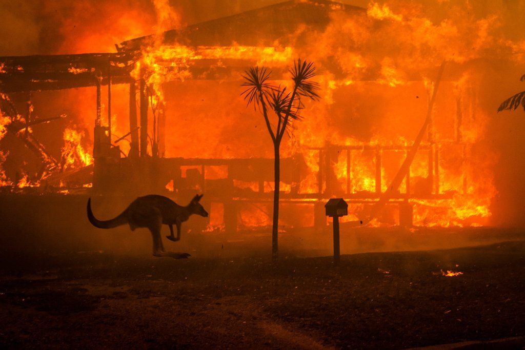 incendios-australia-animales.jpg